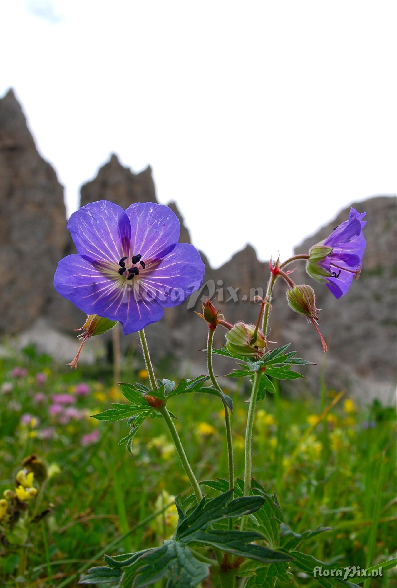 Geranium sylvaticum