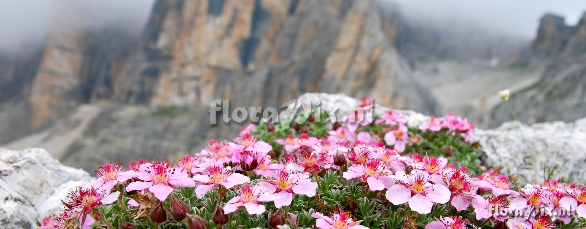 Potentilla nitida rubra