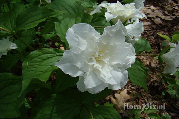 Trillium grandiflorum