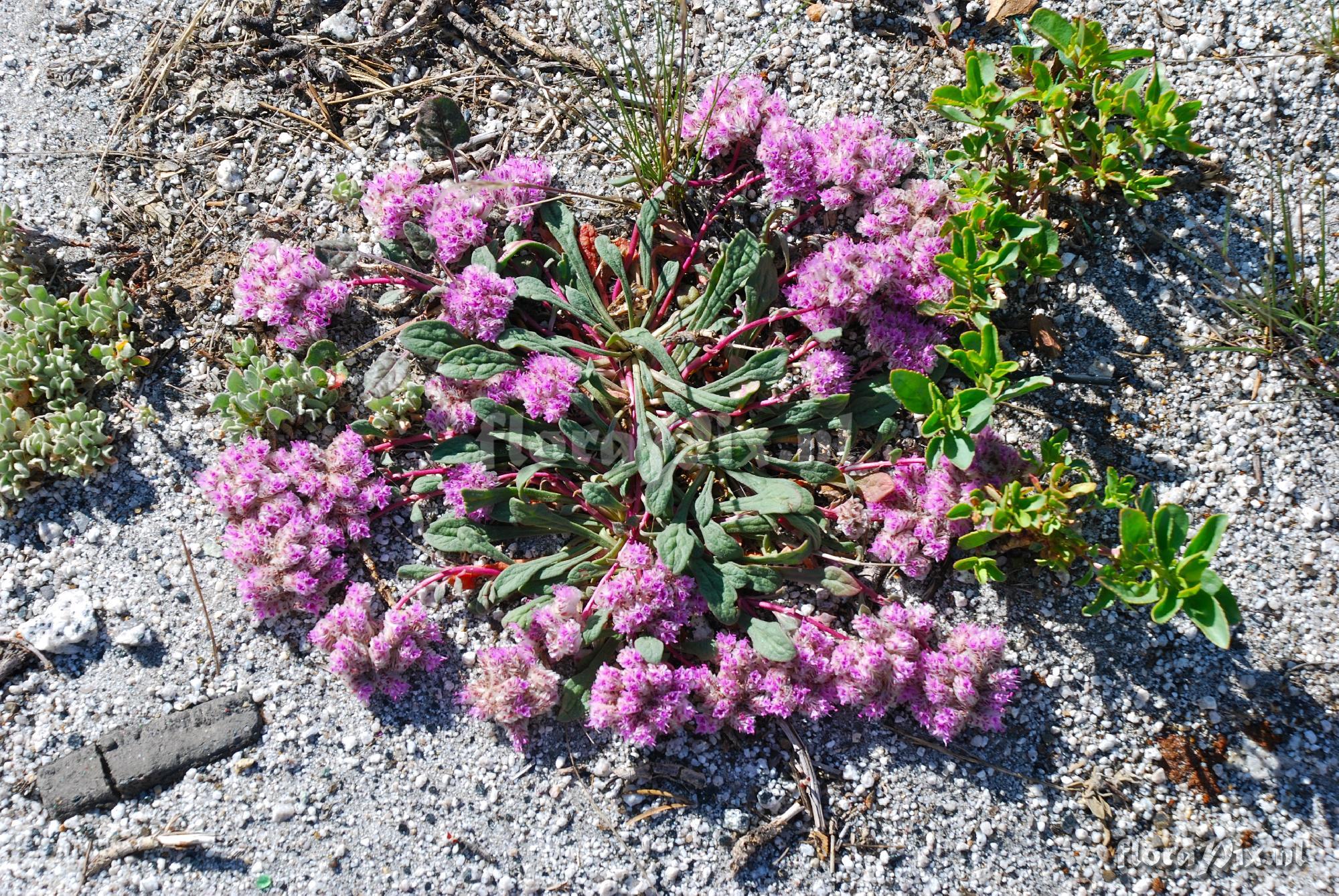 Calyptridium umbellatum