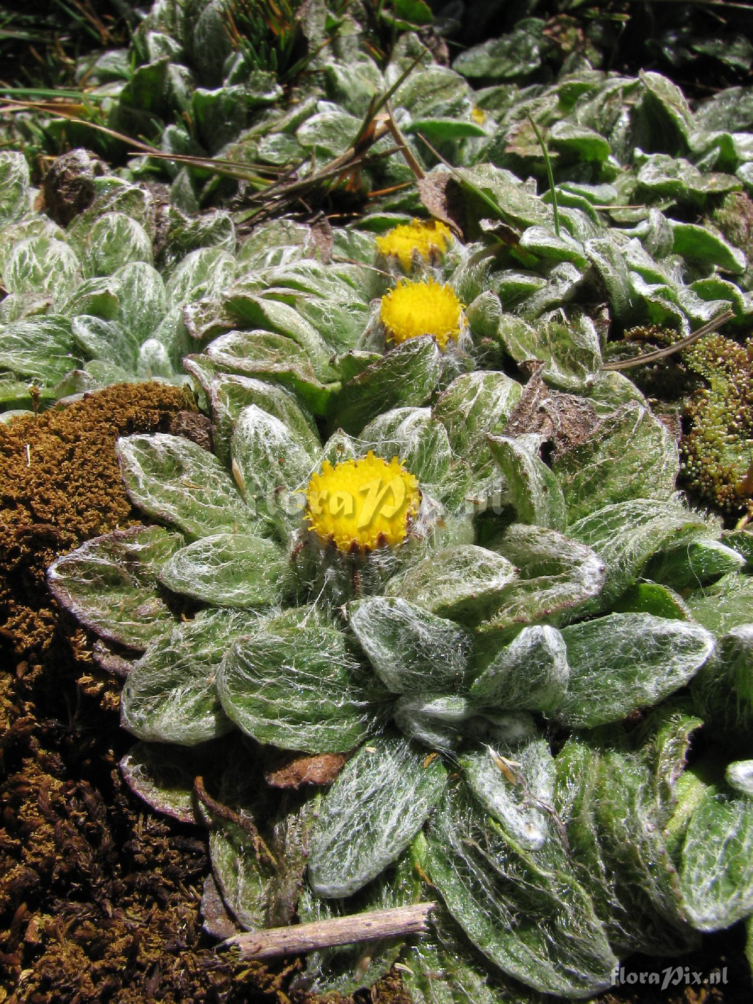 Asteraceae 