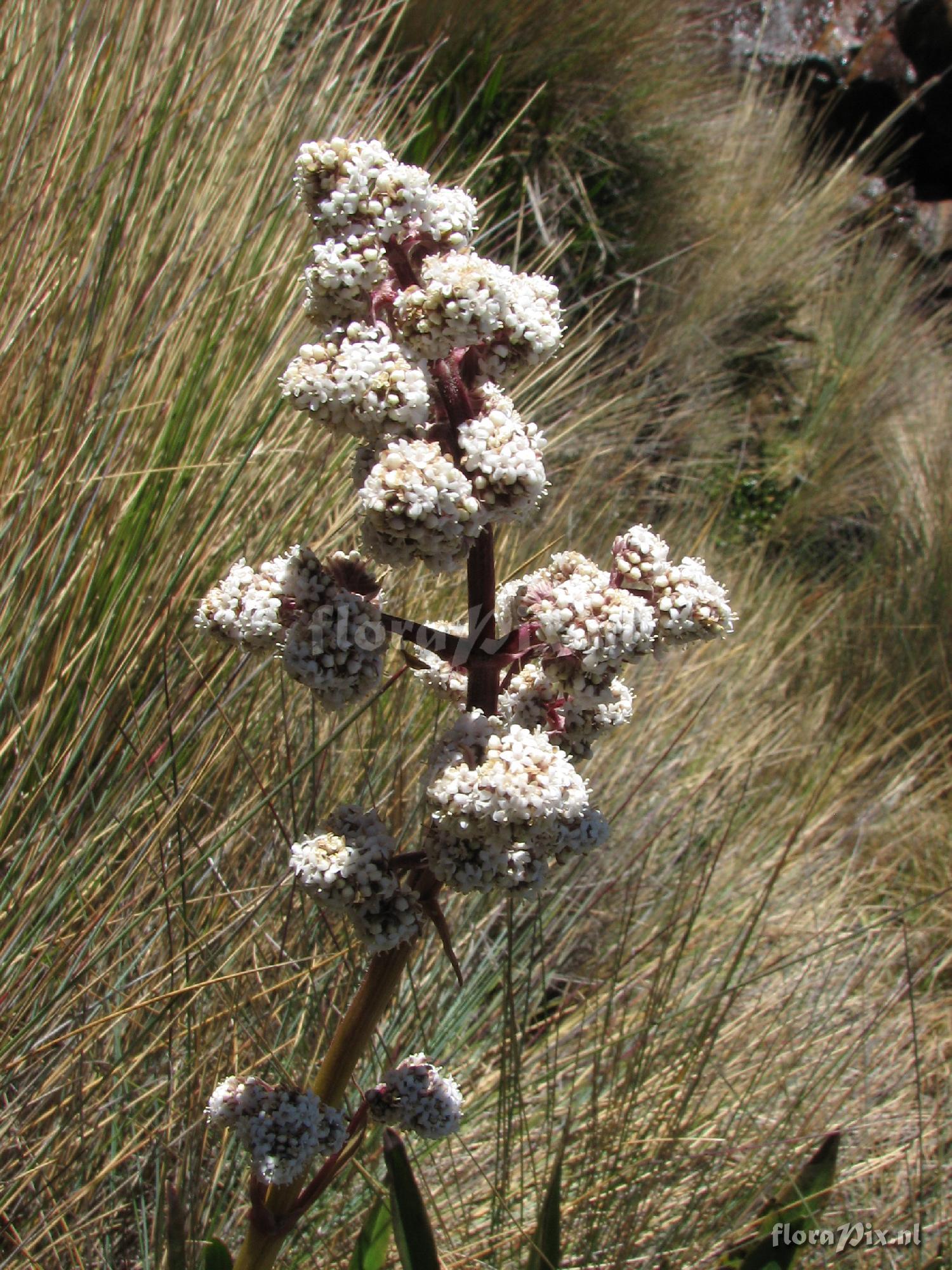 Valeriana ??