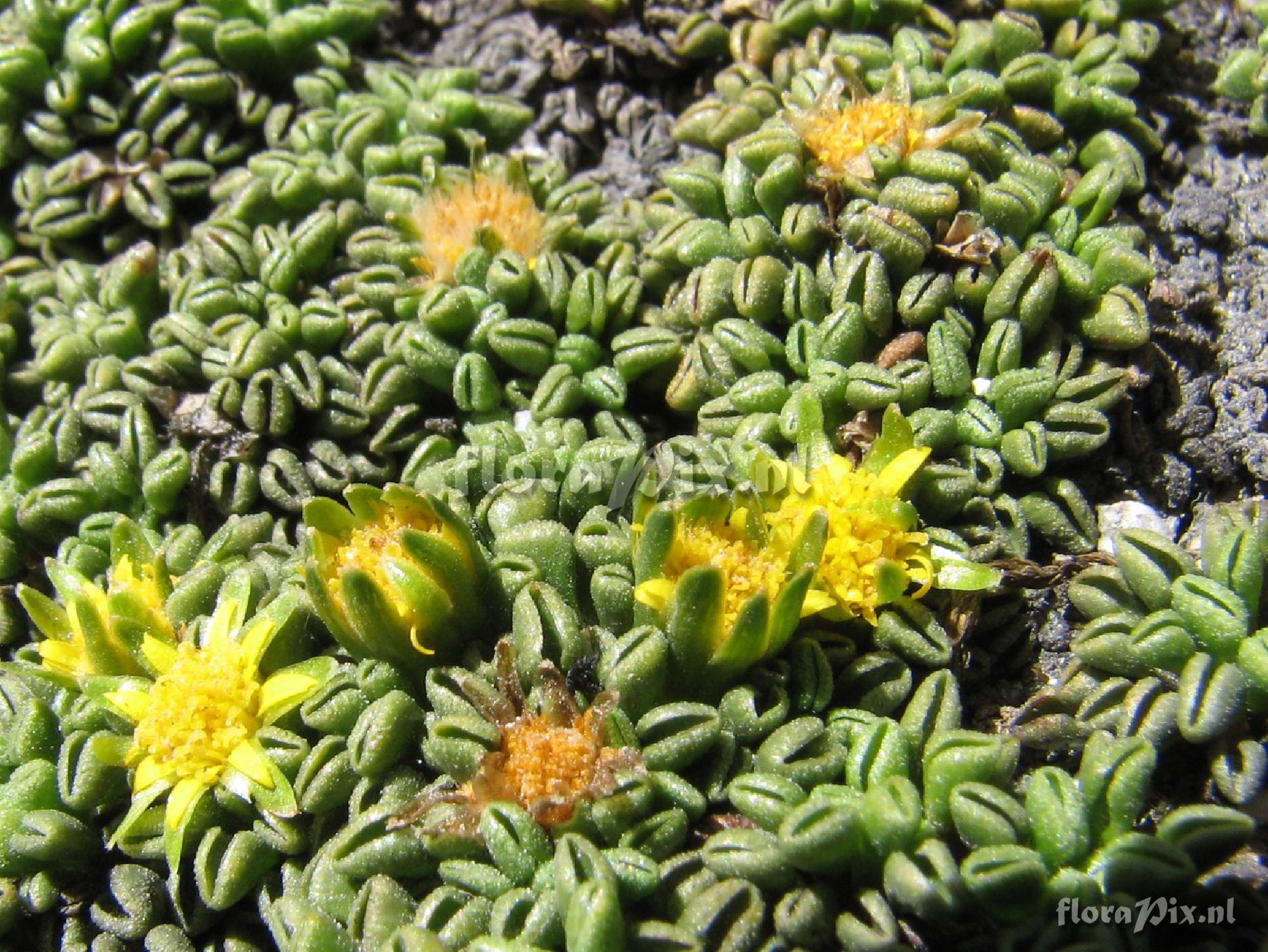 Asteraceae 