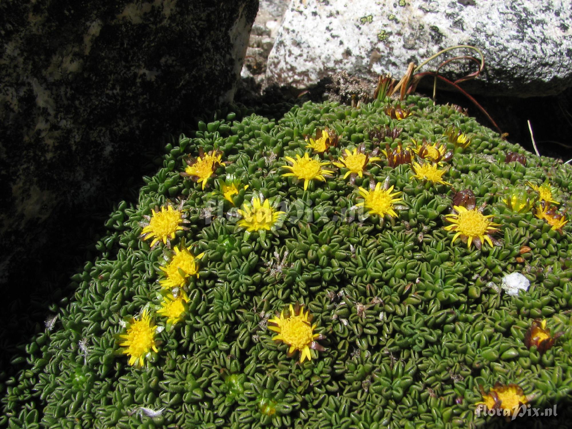 Asteraceae 