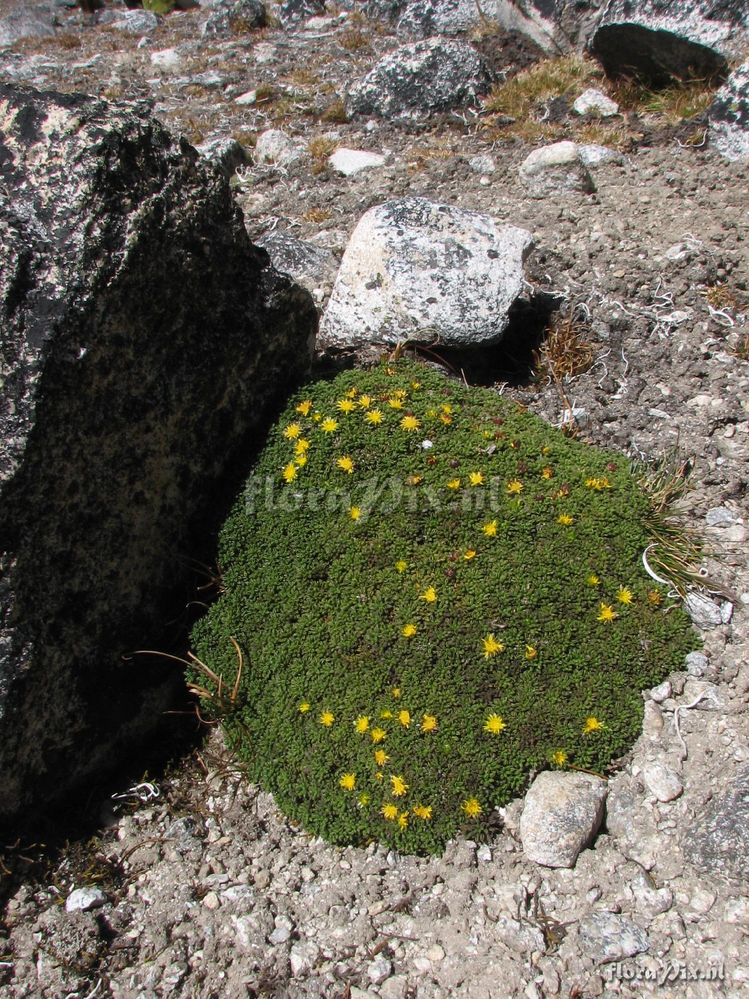 Asteraceae 