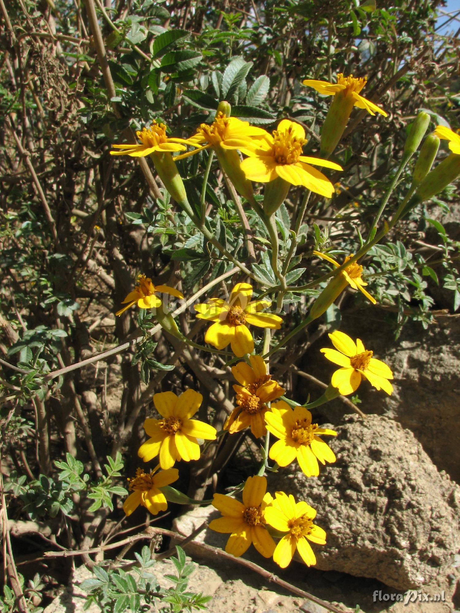 Asteraceae 