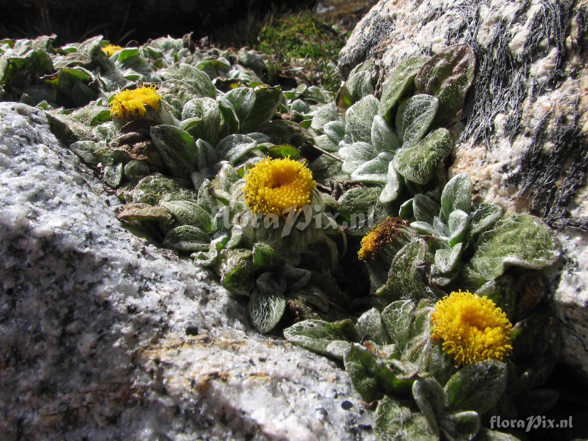 Asteraceae 