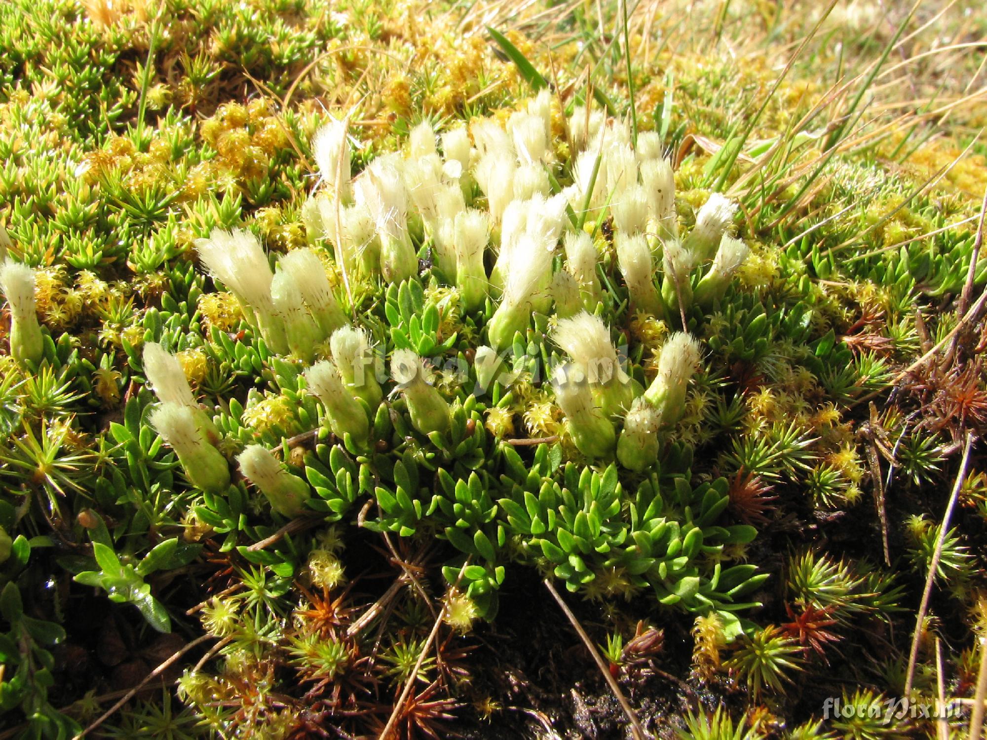 Baccharis Asteraceae?