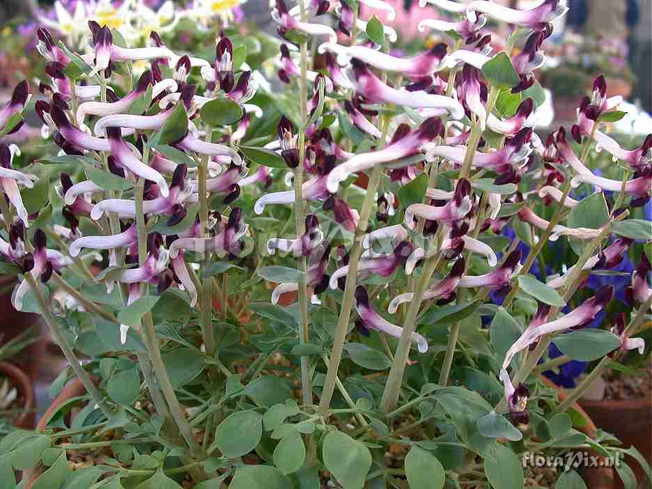 Corydalis popovii