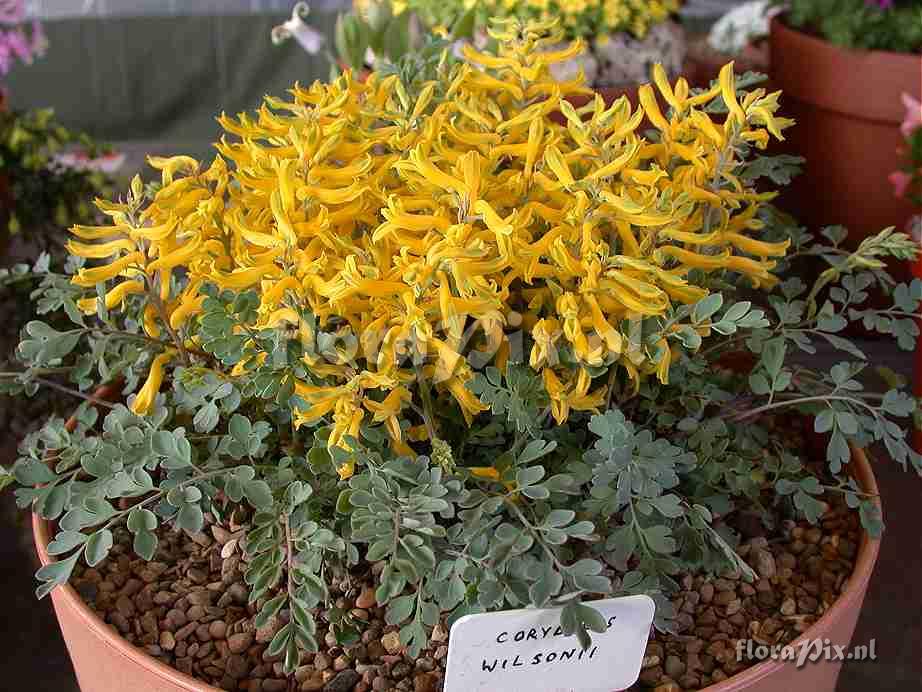 Corydalis wilsonii