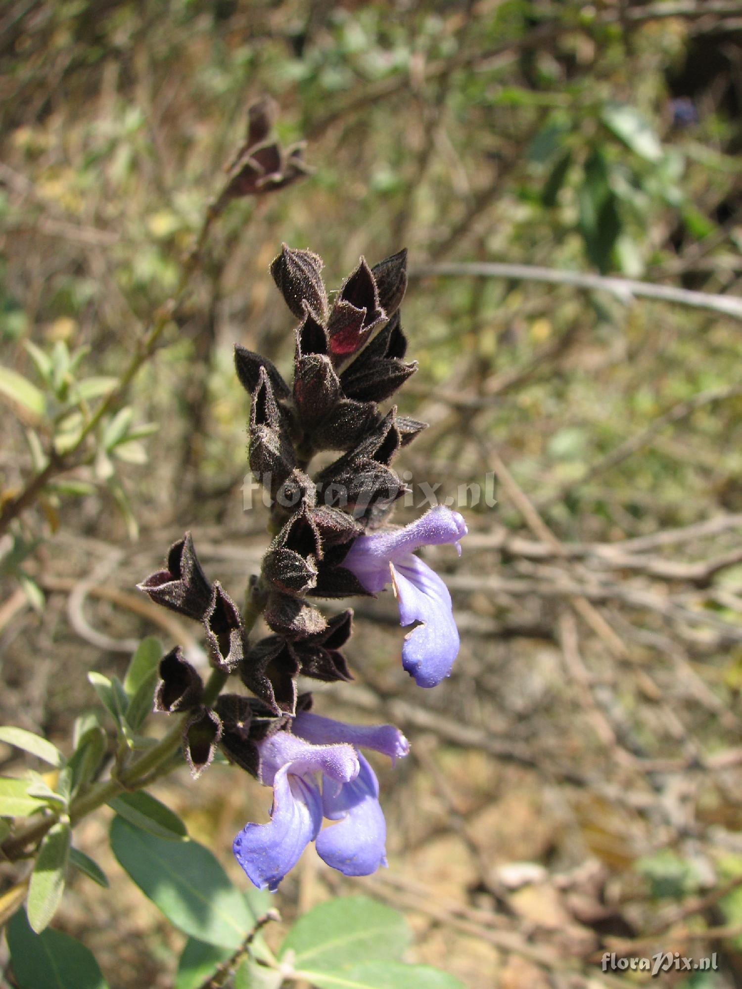Salvia sp.