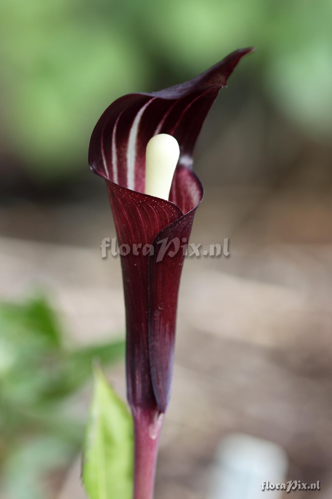 Arisaema engleri x sikokianum