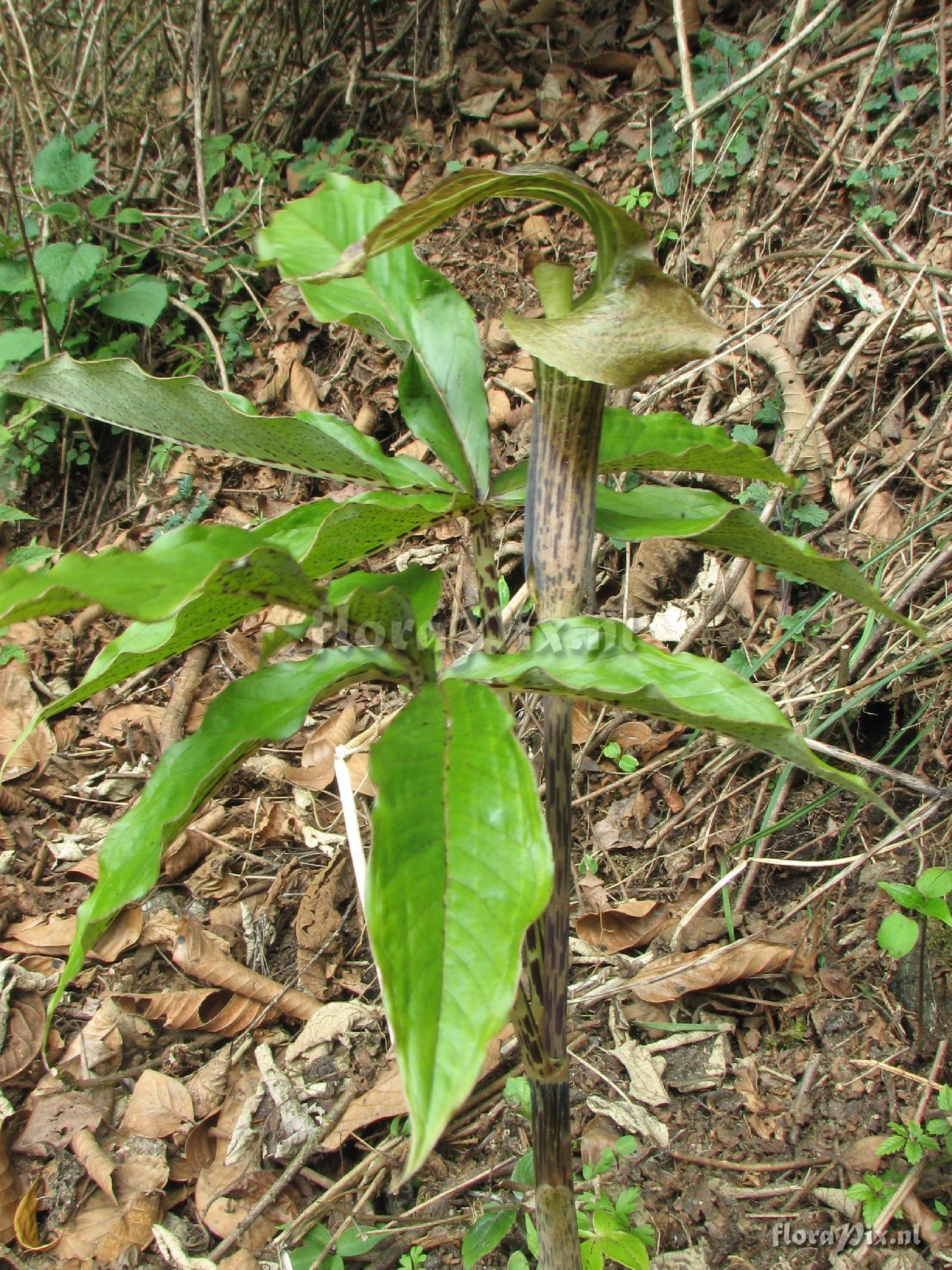 Arisaema nepenthoides