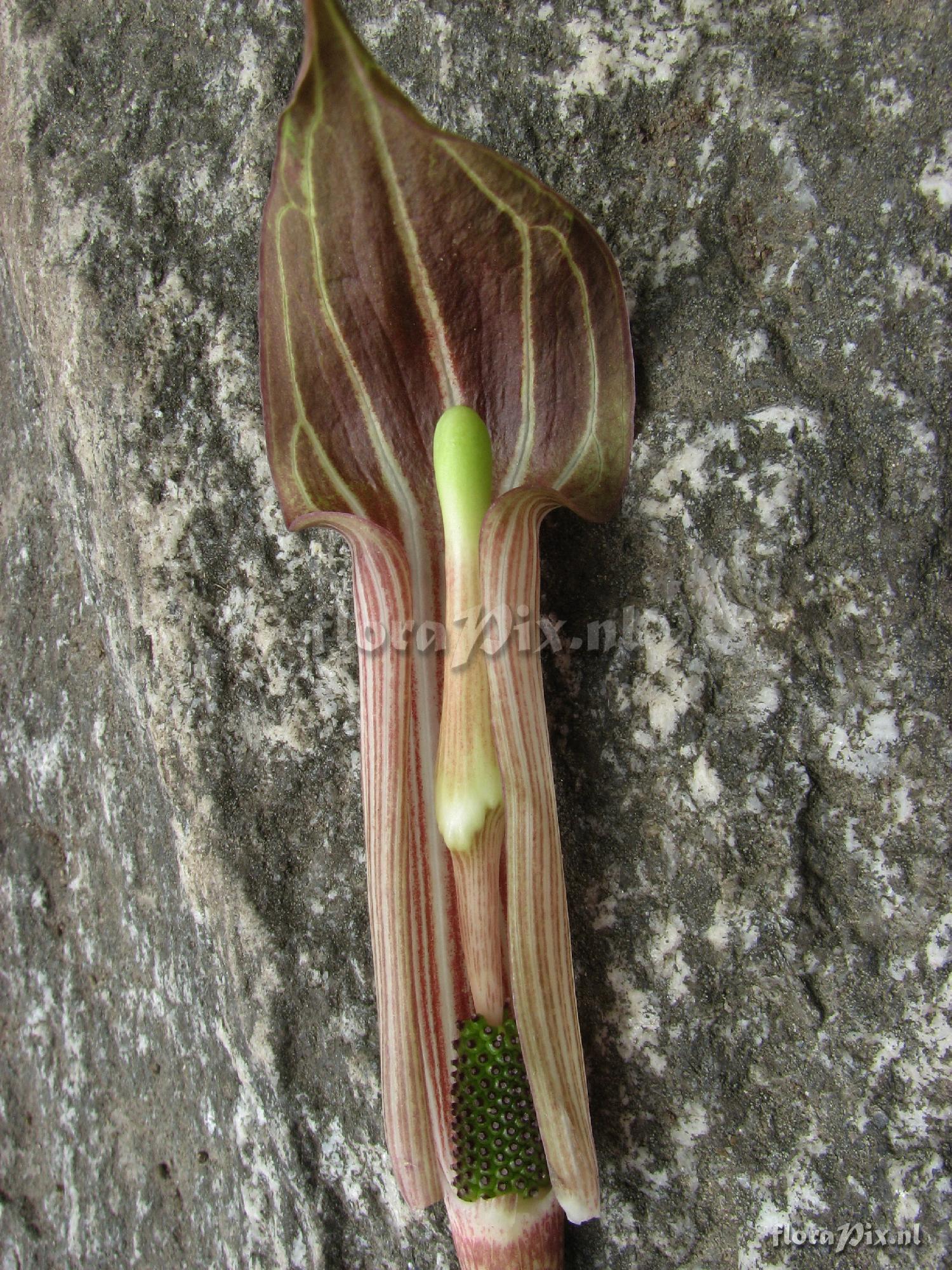 Arisaema erubascens 