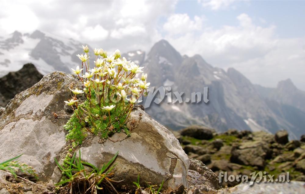 Saxifraga bryoides