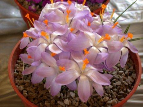 Crocus tommasinianus