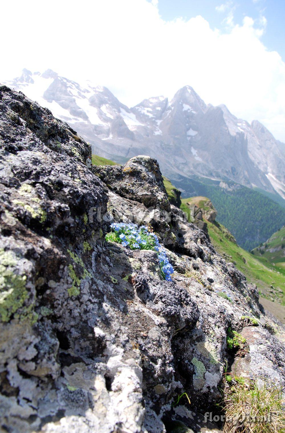 Eritrichium nanum in habitat