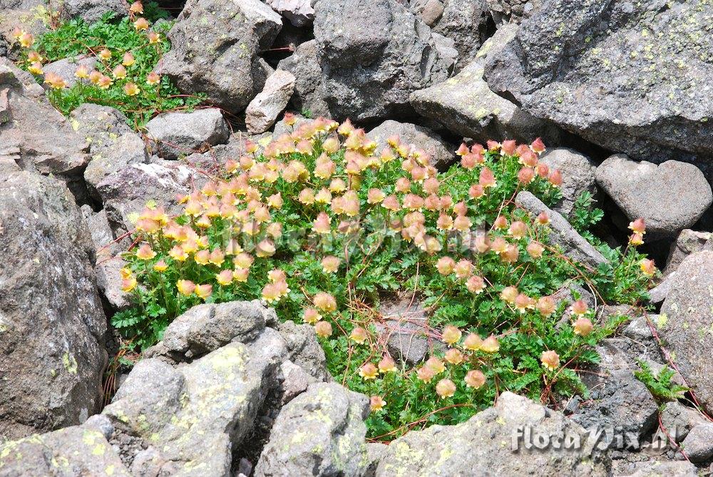 Geum reptans