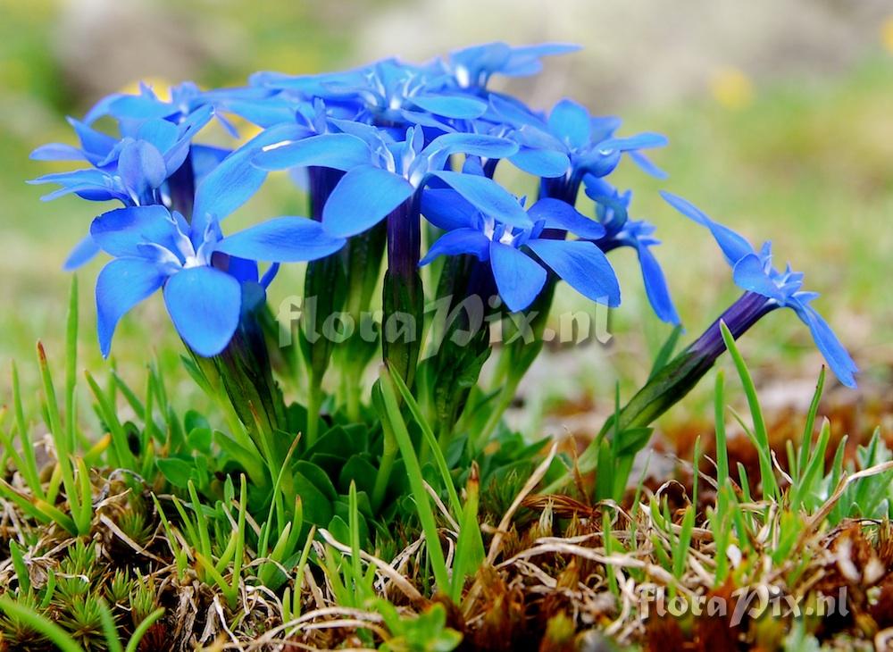 Gentiana verna