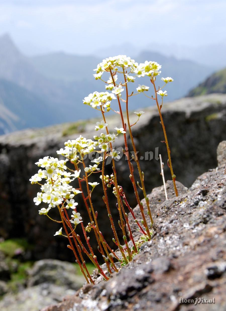 Saxifraga paniculata