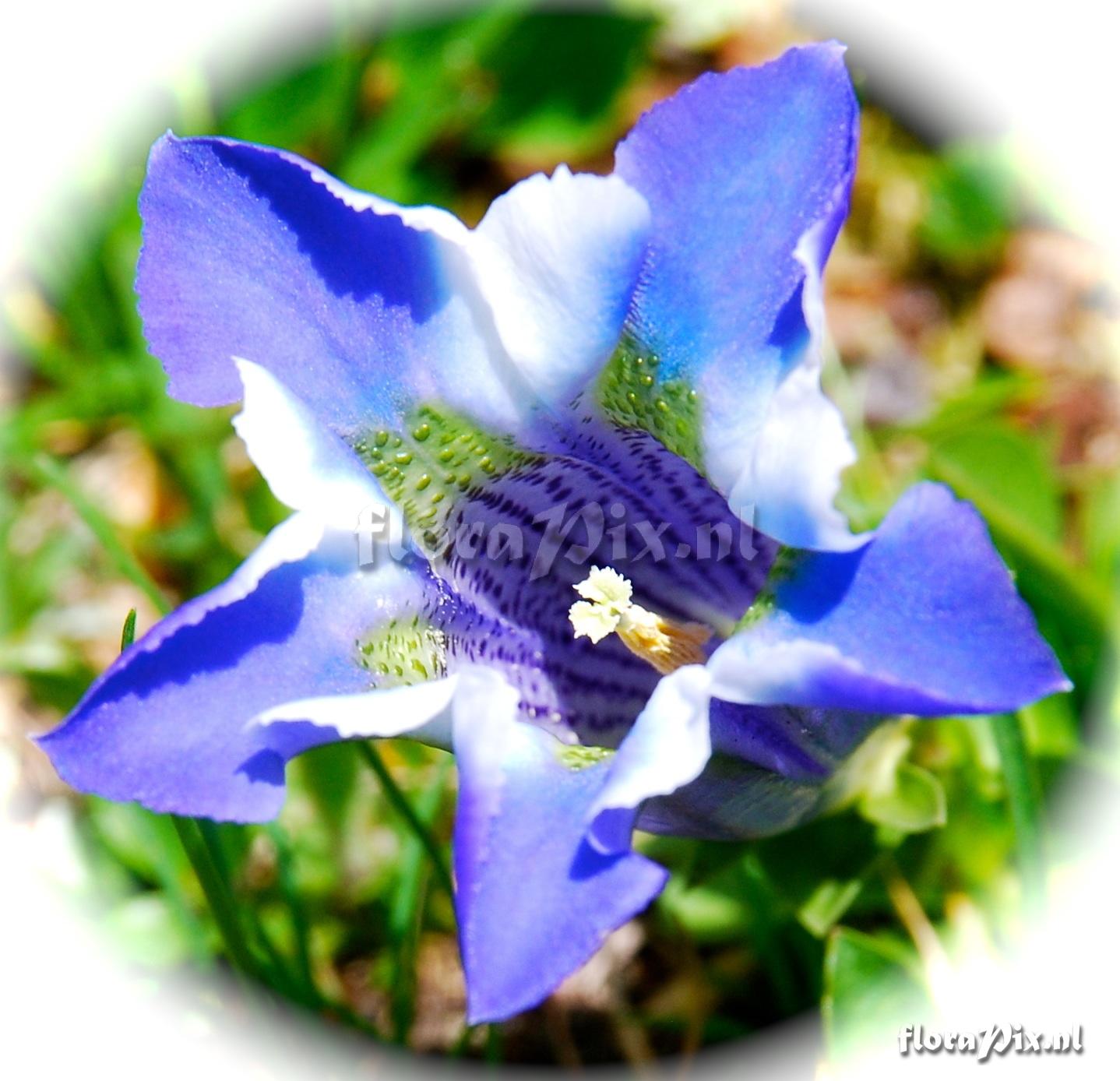 Gentiana acalis