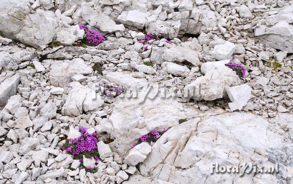 Saxifraga oppositifolia in a high-level dolomitic 