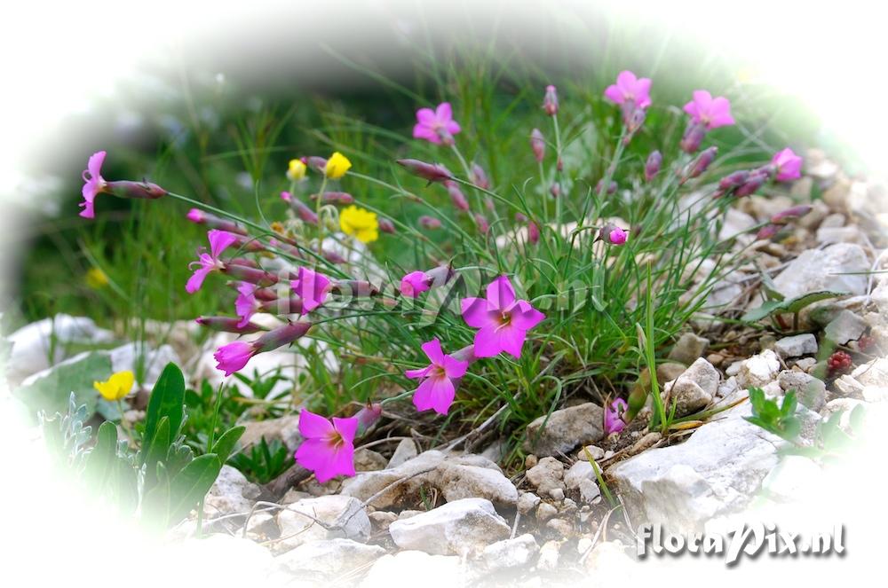 Dianthus sylvestris