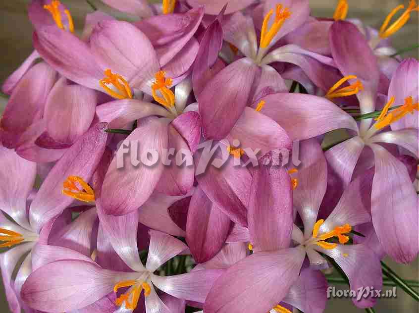 Crocus tommasinianus Close Up