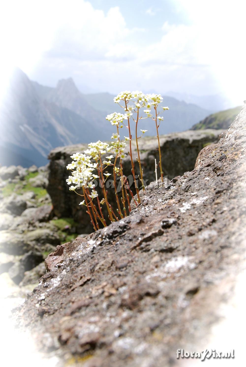 Saxifraga paniculata