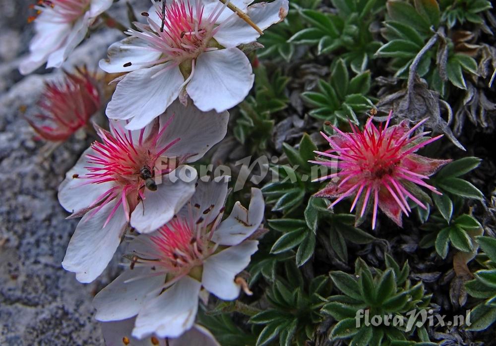 Potentilla nitida alba