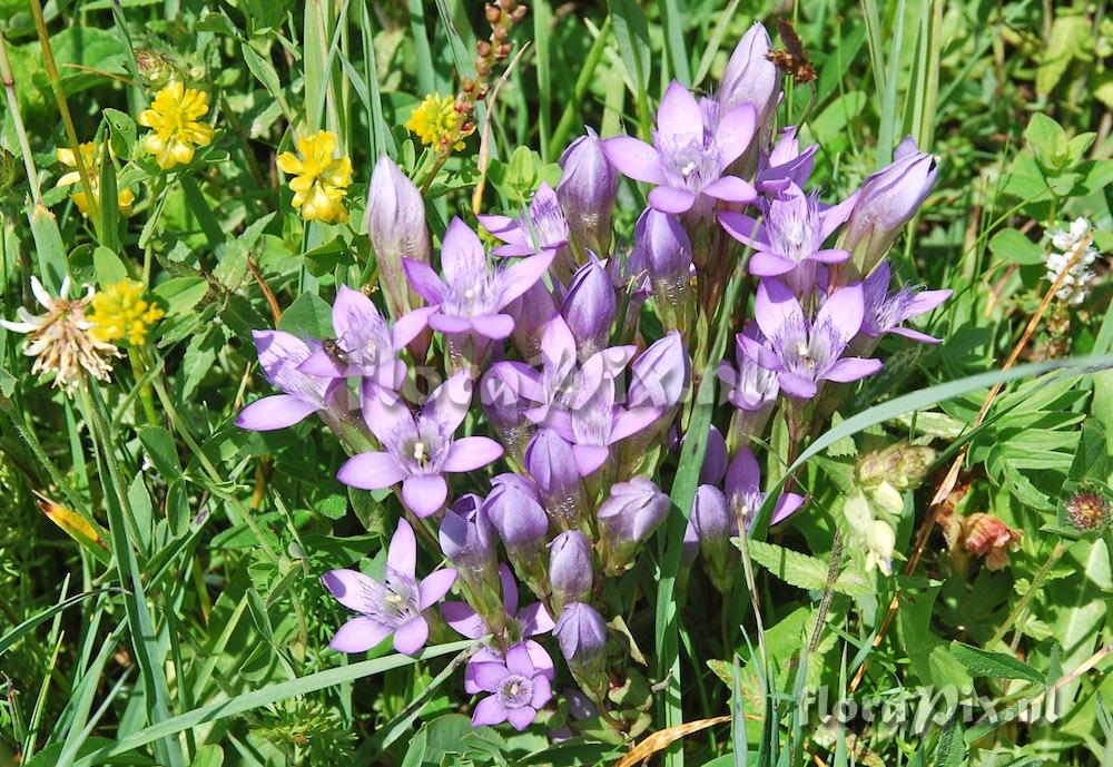 Gentianella germanica