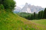 Dolomites meadow