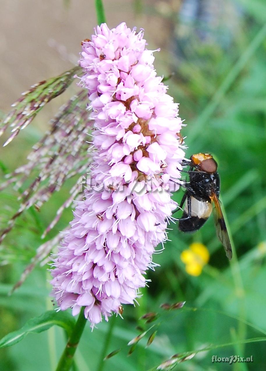 Polygonum bistorta