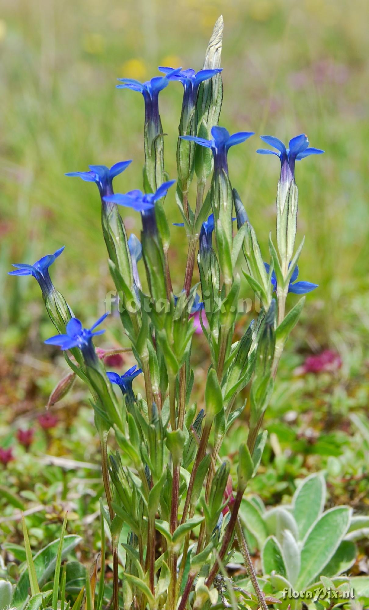 Gentiana nivalis