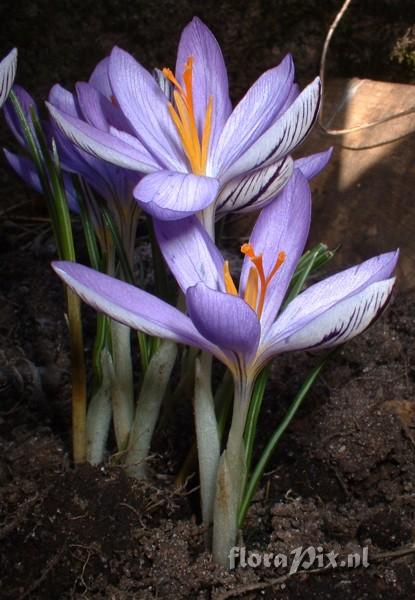 Crocus corsicus in my garden