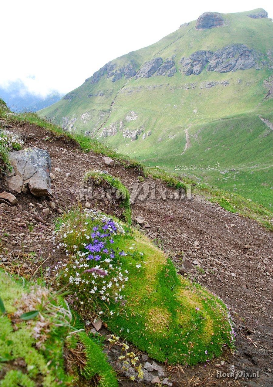 Silene acaulis hosts Phyteuma and Arenaria