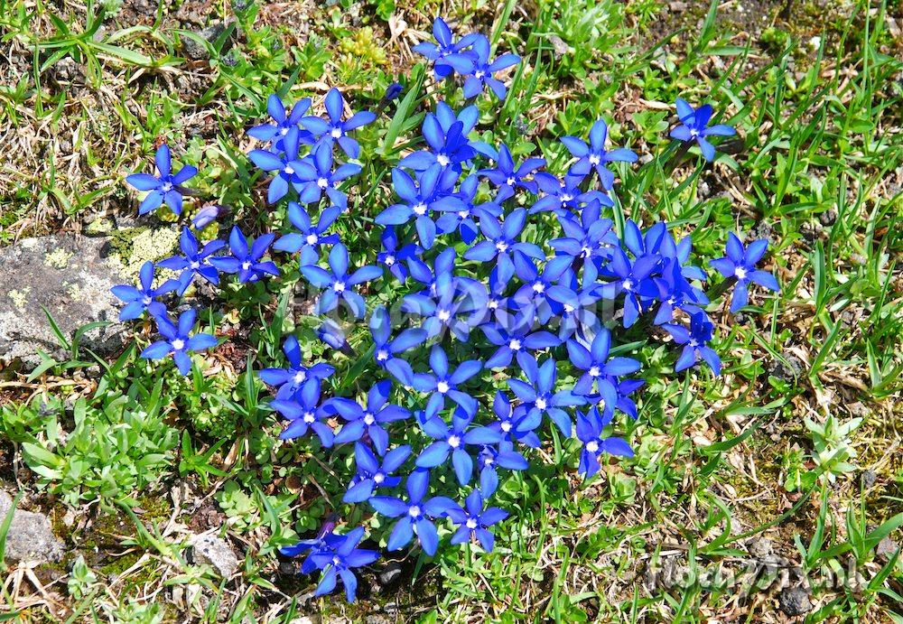 Stunning gentian flowering in early July. Dolomite