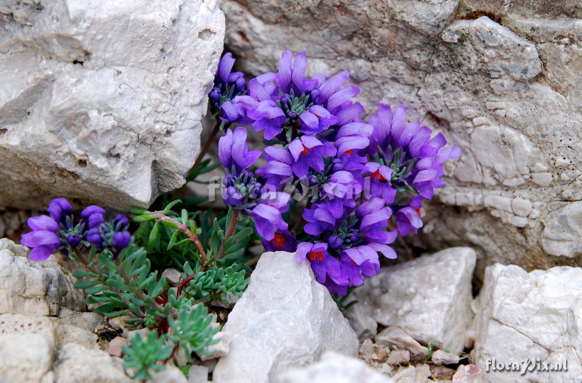 Linaria alpina