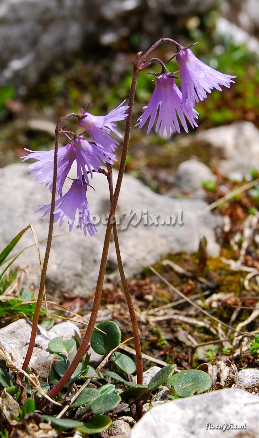 Soldanella alpina