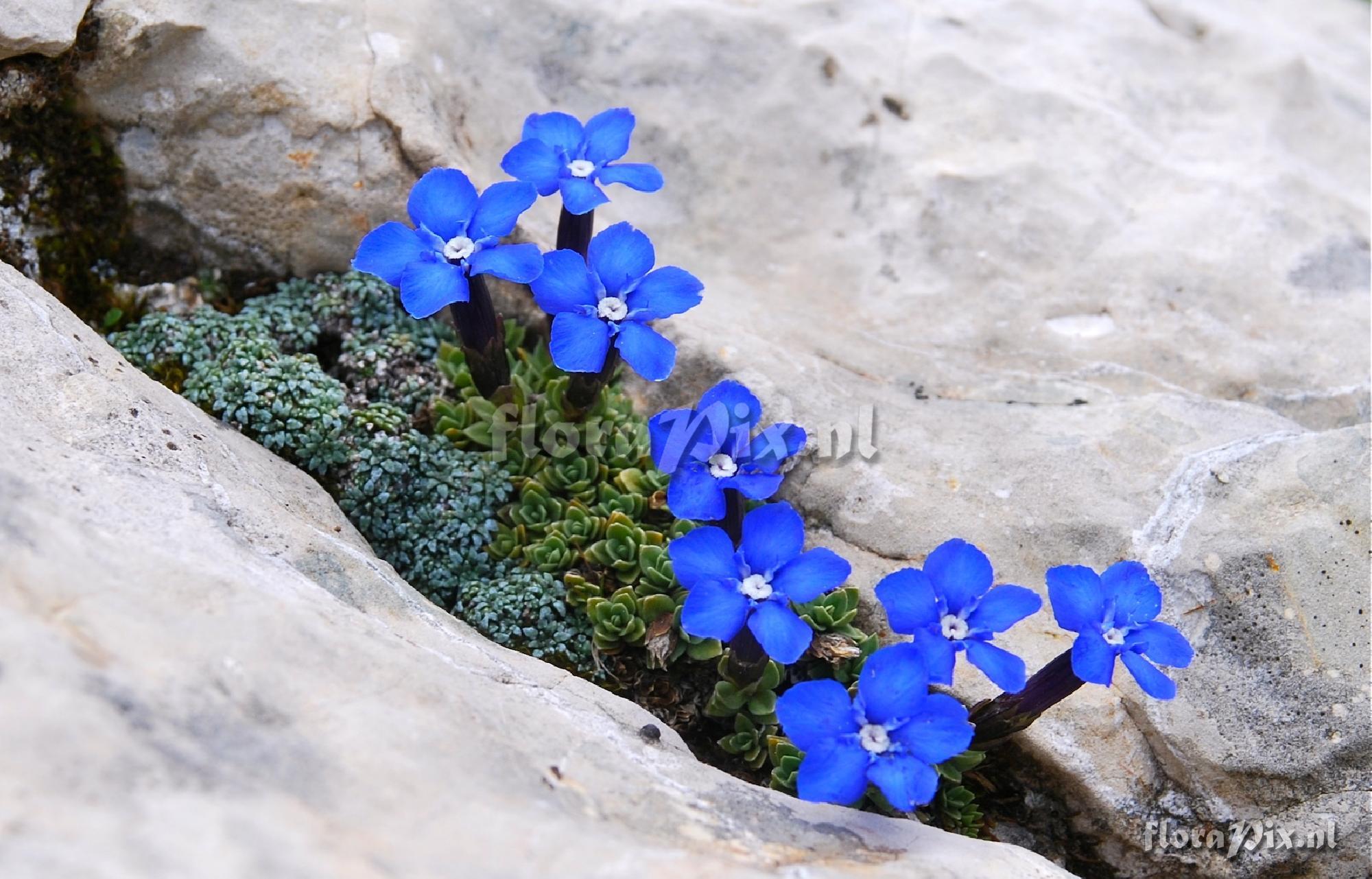 Gentiana terglouensis