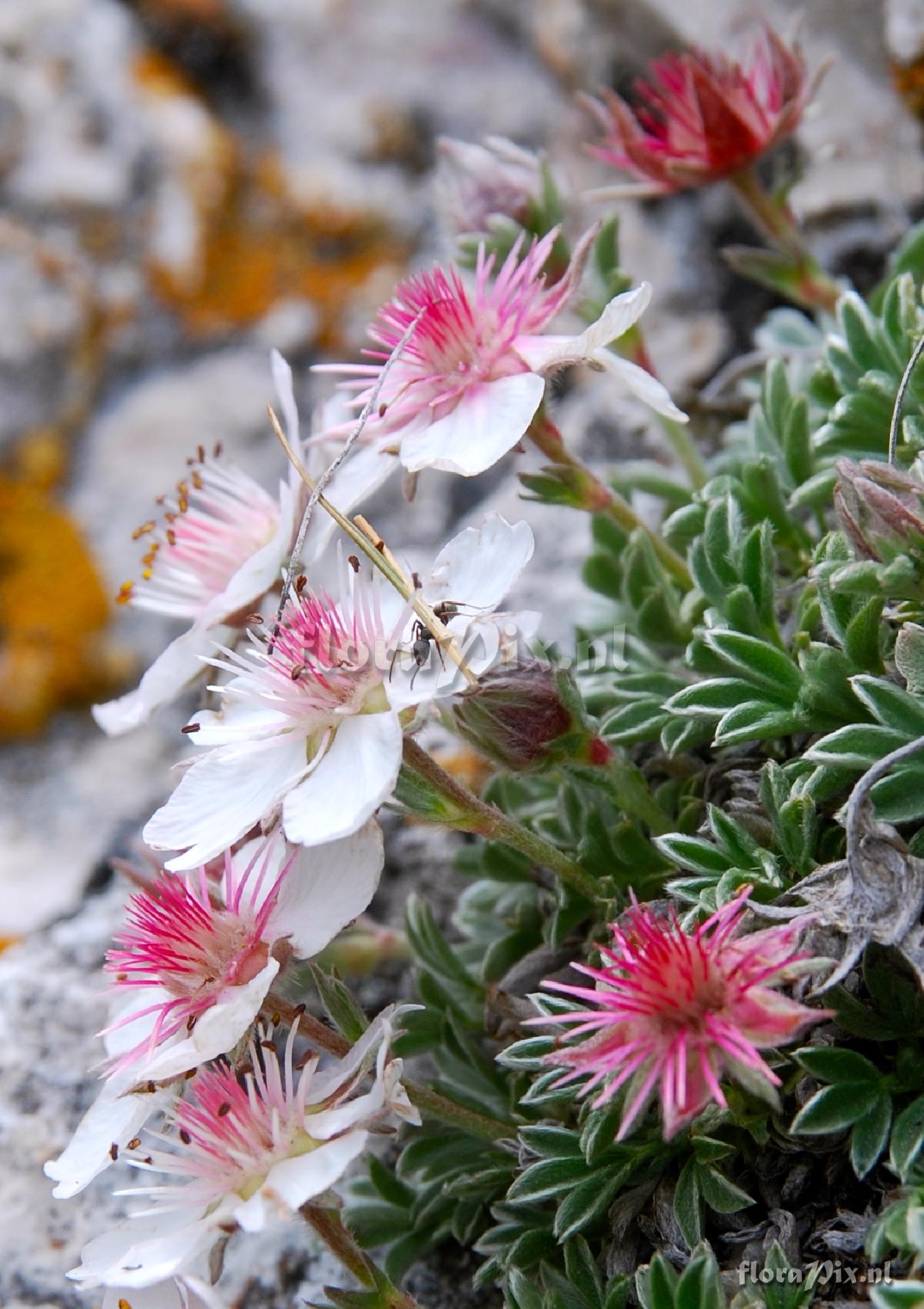 Potentilla nitida alba