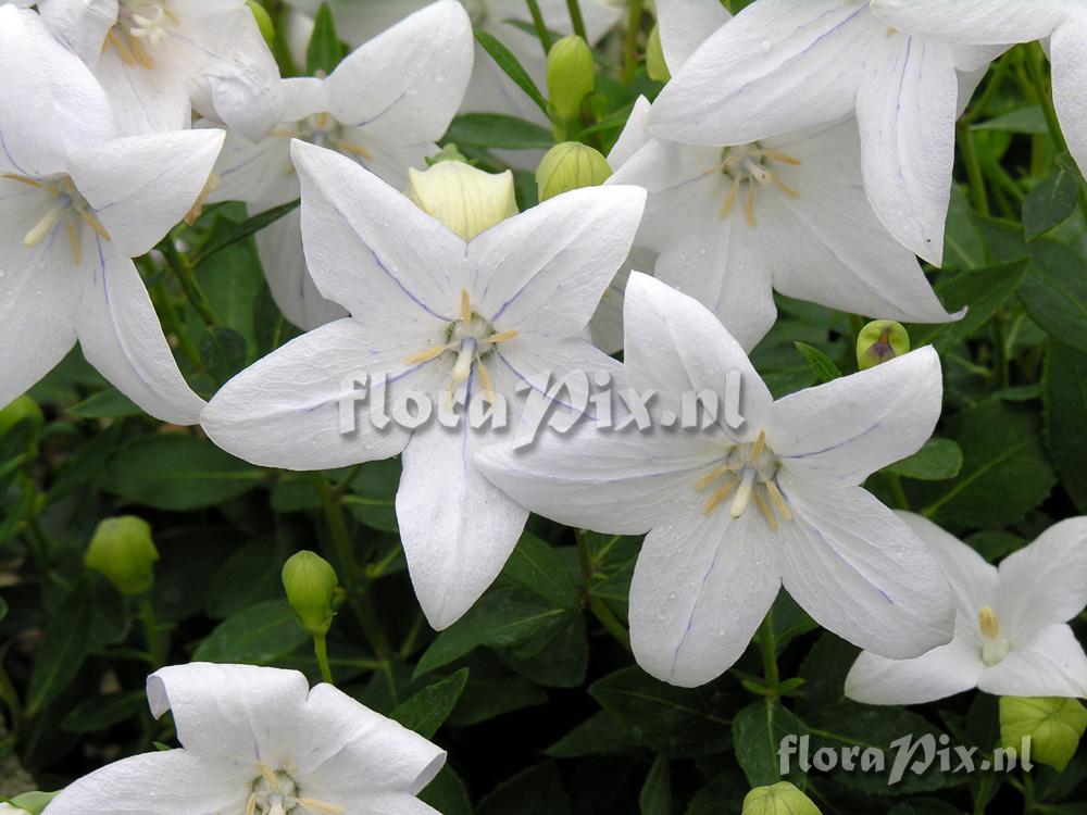 Platycodon grandiflora mariesii album