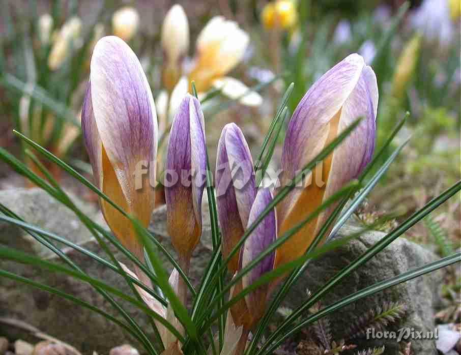 Crocus shot taken in garden