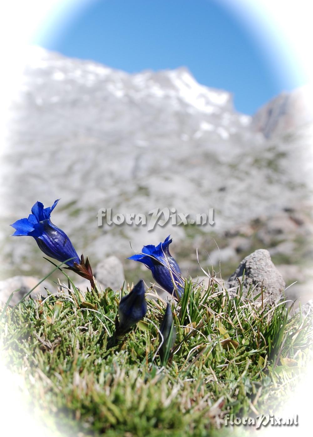 Gentiana acaulis