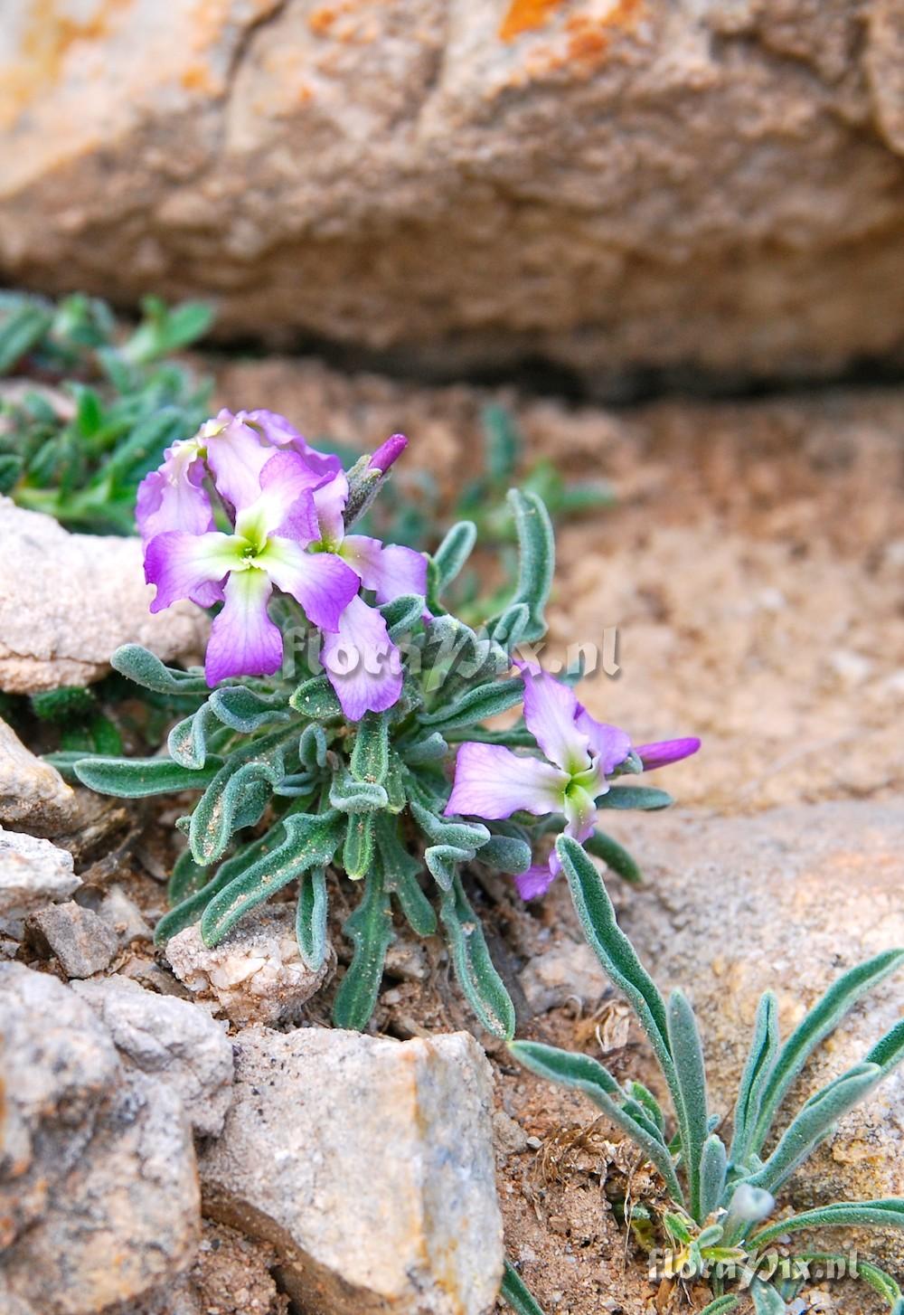 Matthiola perennis