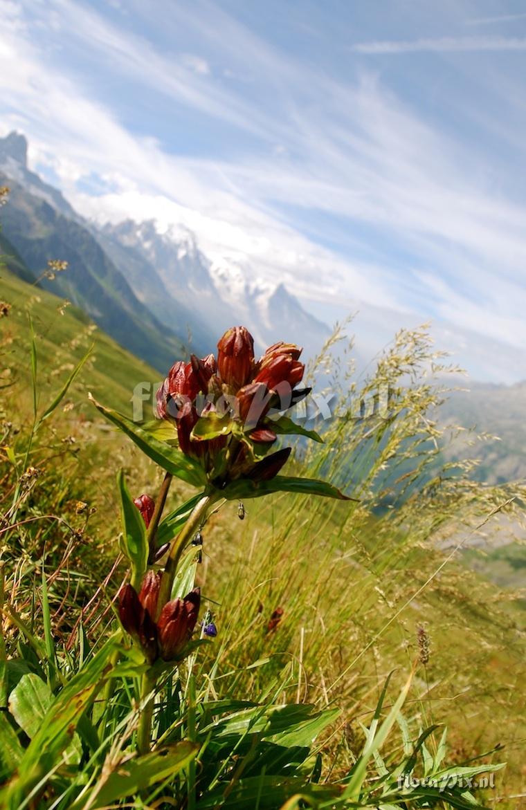 Gentiana purpurea