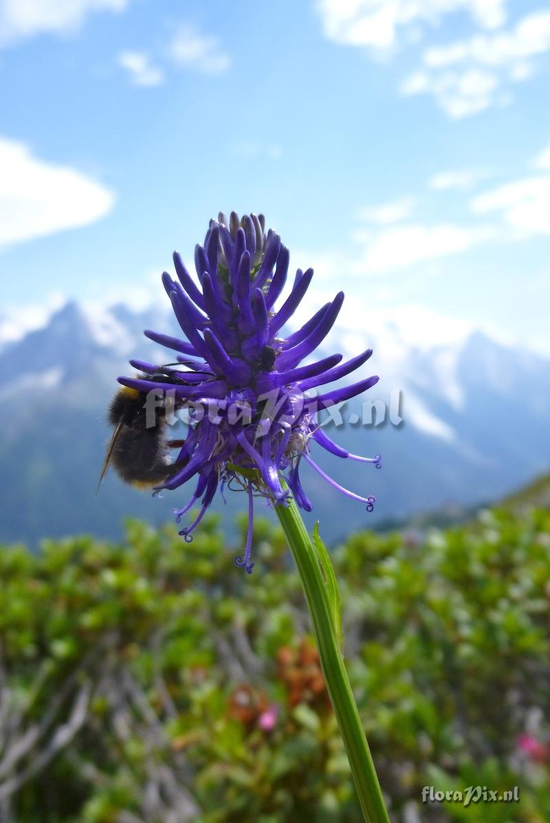 Phyteuma being pollinated