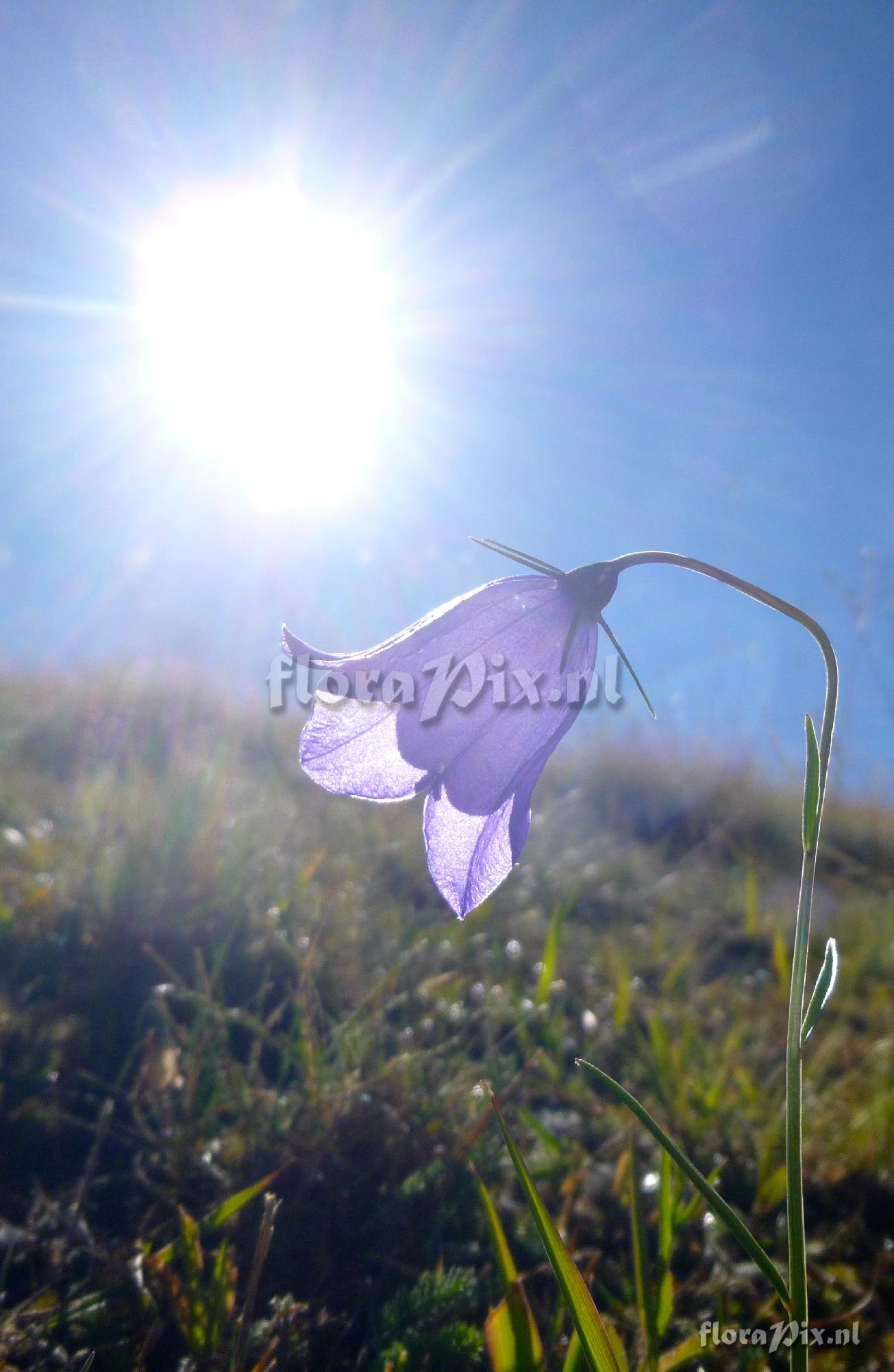 Campanula rotundifolia