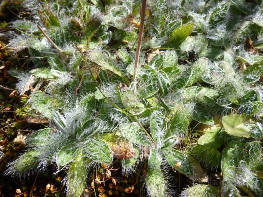Hieracium tomentosum (?) foliage 