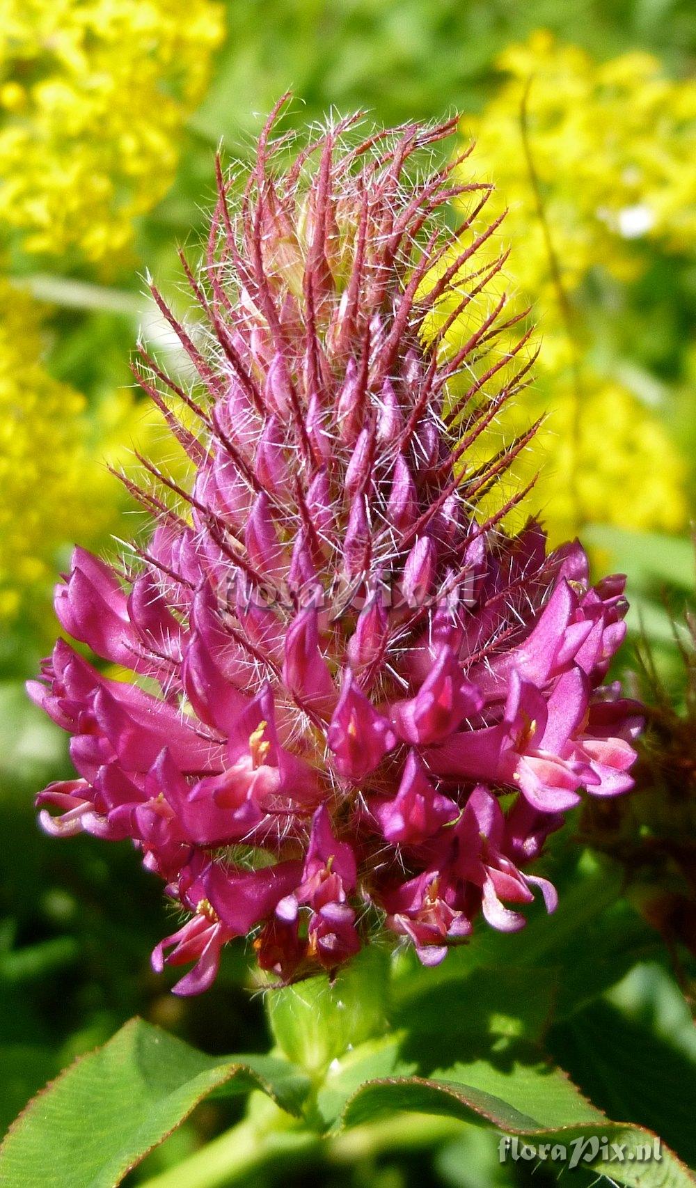 Trifolium rubens